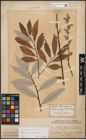 Foto von Salix caprea L. x Salix eleagnos Scop.